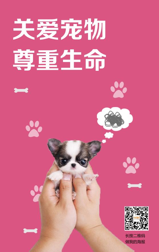 關(guān)愛寵物知識宣傳海報(bào)模板下載